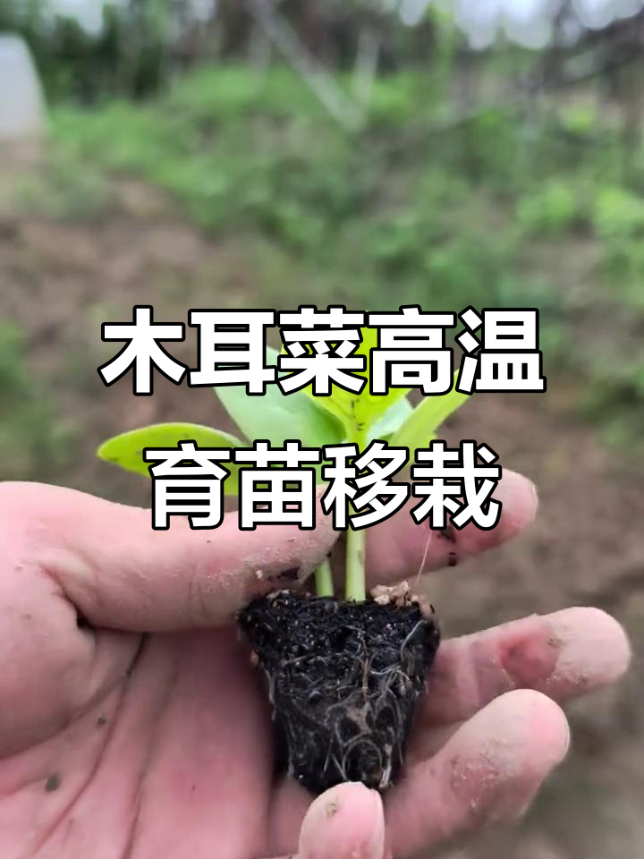 高温育苗30天,木耳菜终于移栽成功
