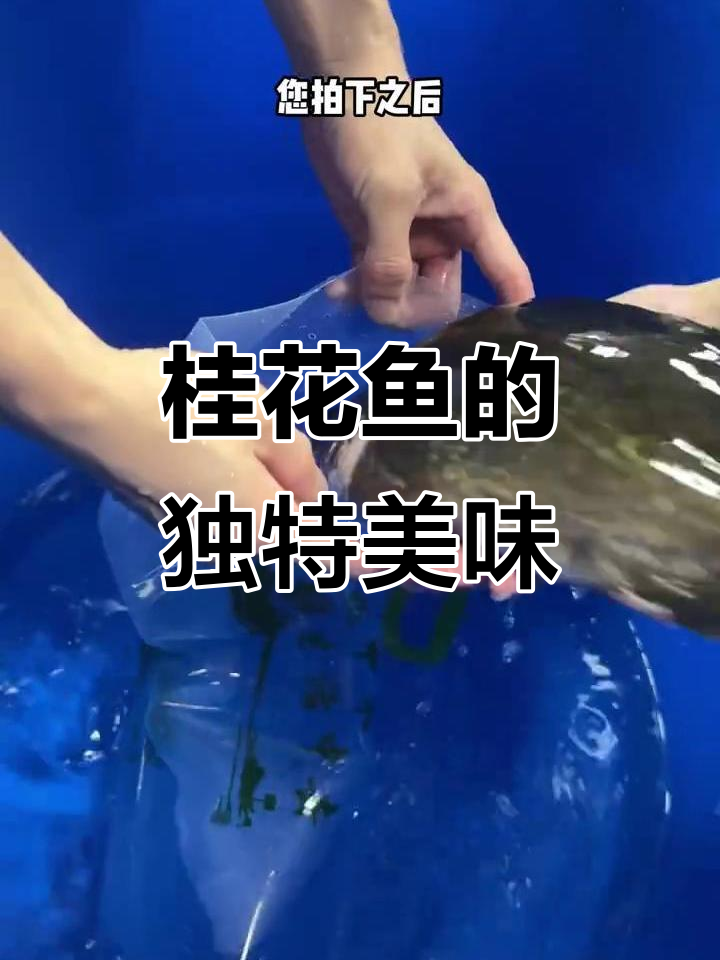 桂花鱼鲜美不输石斑，肉质嫩滑，清甜可口