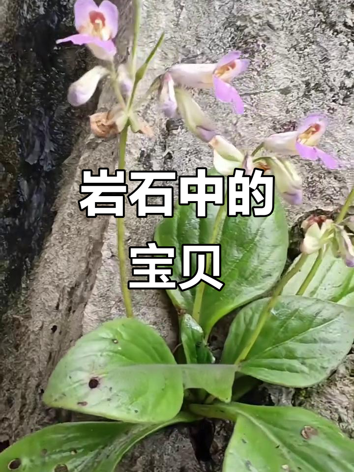 悬崖上的岩白菜，珍贵如宝的草本精灵