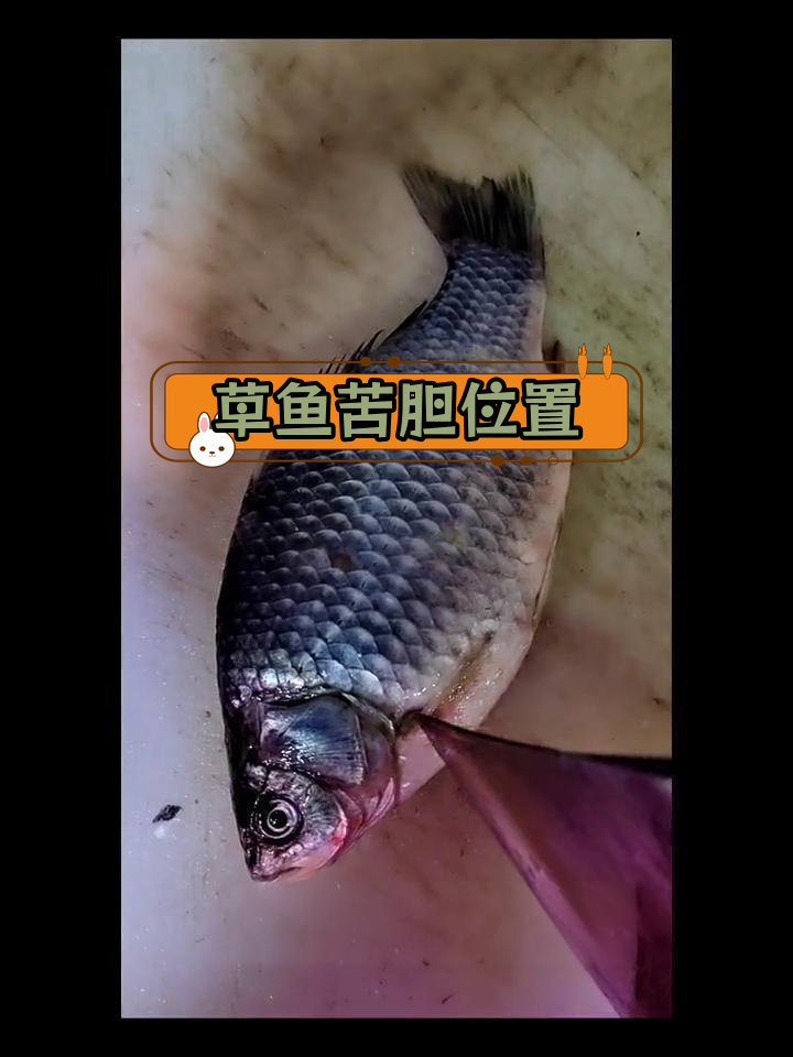 杀鱼时如何避免破胆