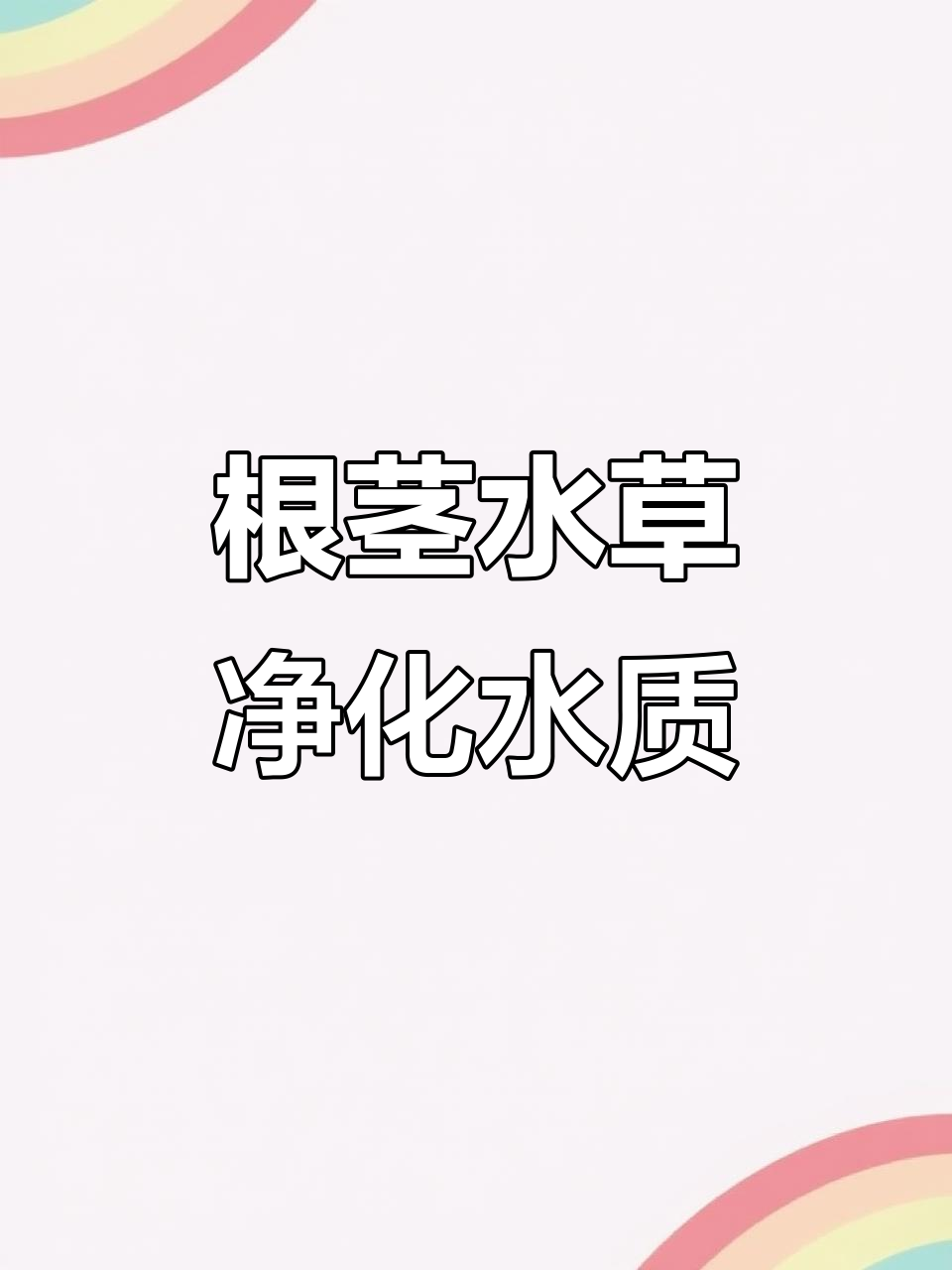 水培植物如何影响水质？这颗根茎发达的植物让鱼缸清澈如新