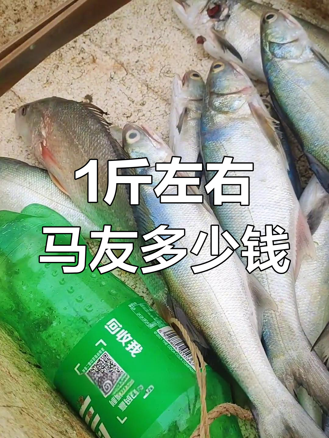 南山岛野生鱼捕捞,半斤到一斤的马友价格如何?