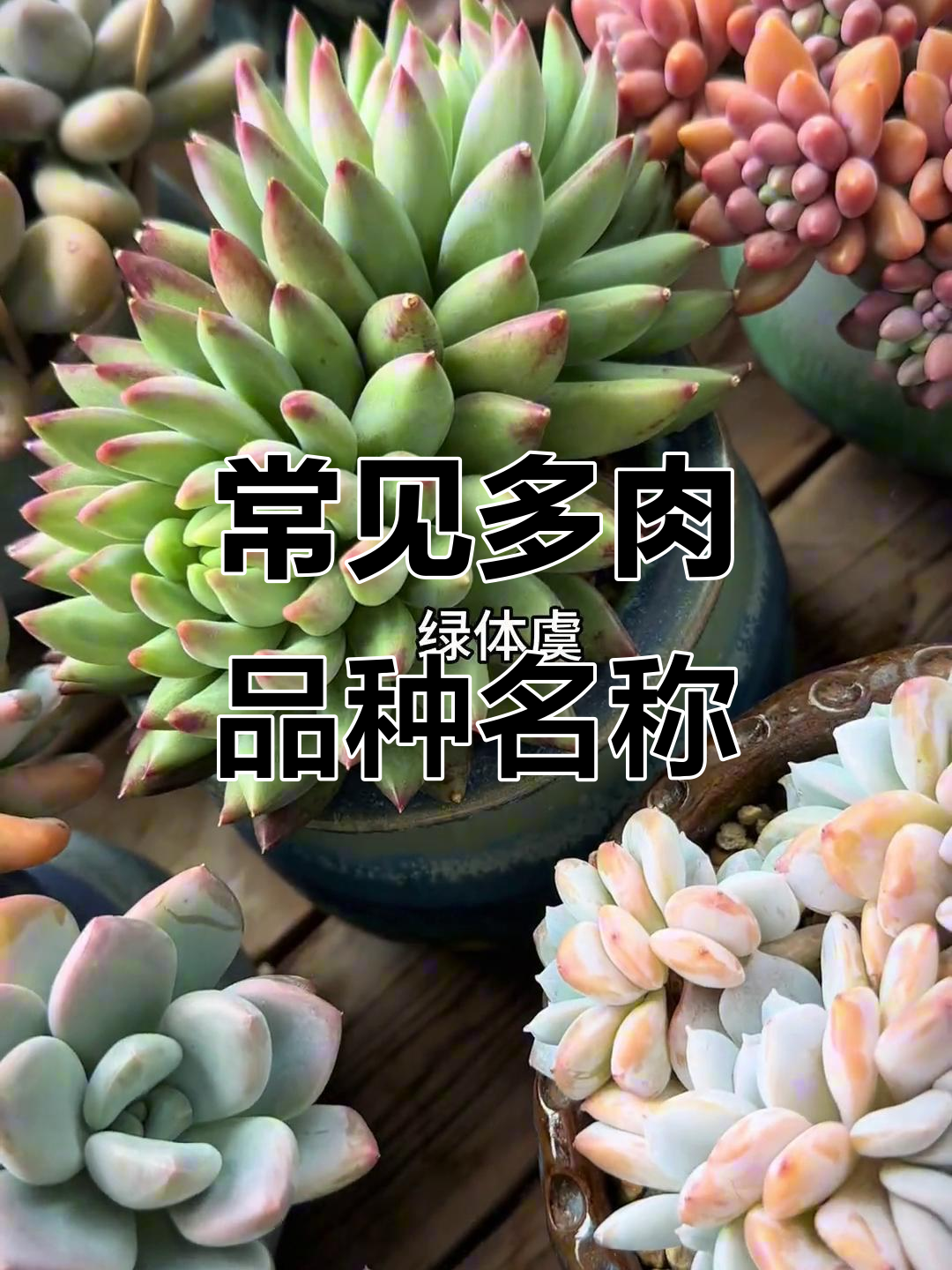 多肉植物名字大揭秘，看看这些你都知道吗？