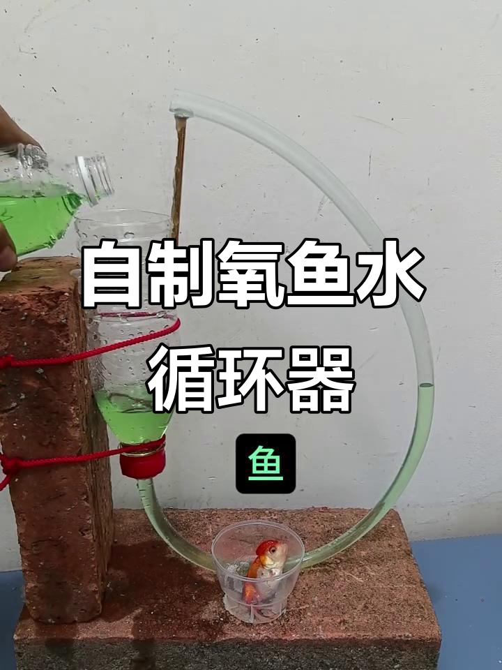 自制水循环器让金鱼更健康,氧气充足