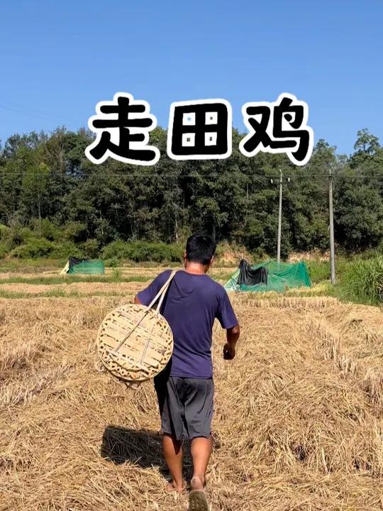 散养鸡 估计全国只有江西是这样吧，都过了寒露了，天天三十七八度，体温感还是40度，匀点给周