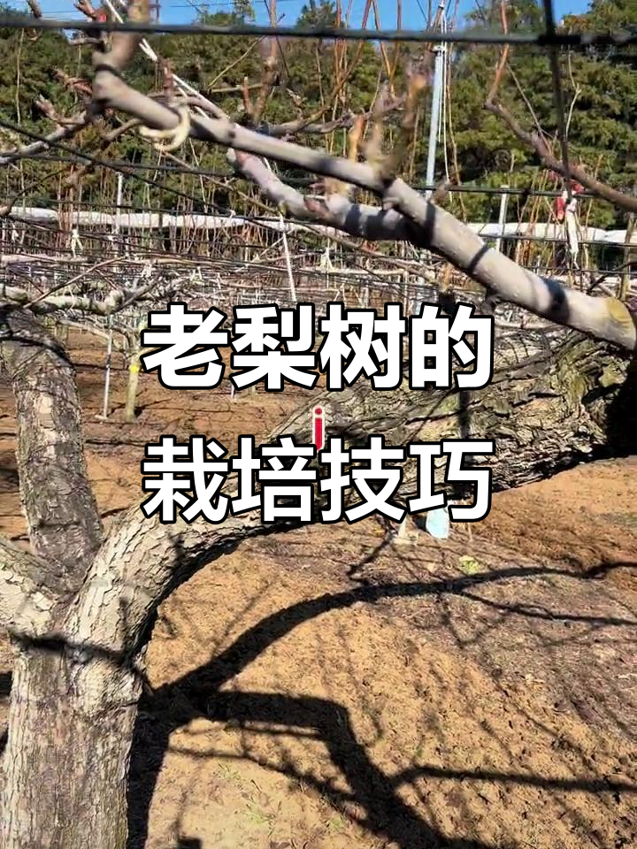 40年老梨树的高效栽培管理,掌握水平棚架技术