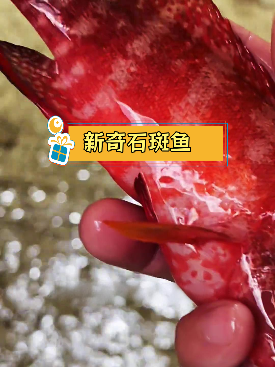 凤尾斑鲨鱼池新生物揭秘