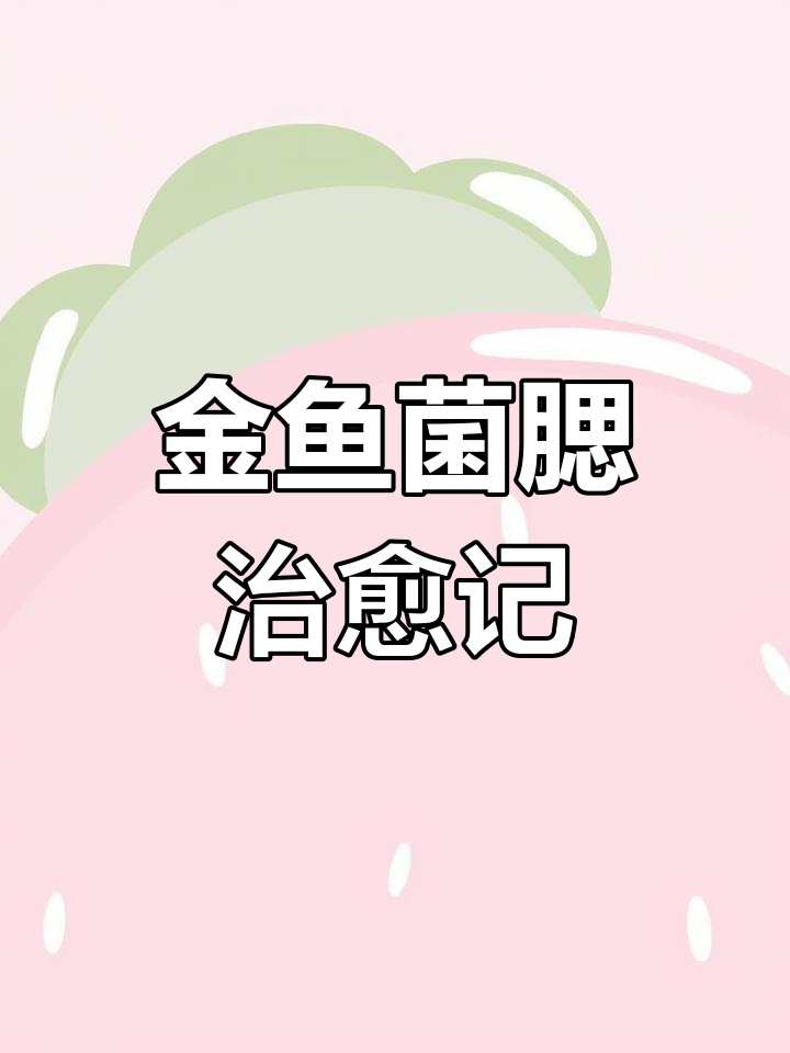 兰寿金鱼菌腮充血治疗全过程,从病重到恢复活力