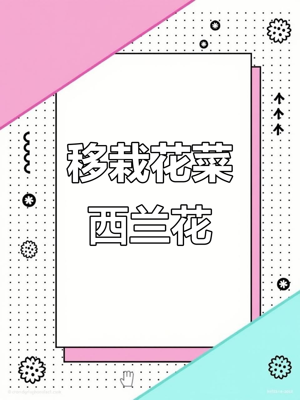 花菜西兰花苗移栽技巧,注意这些细节让它们茁壮成长