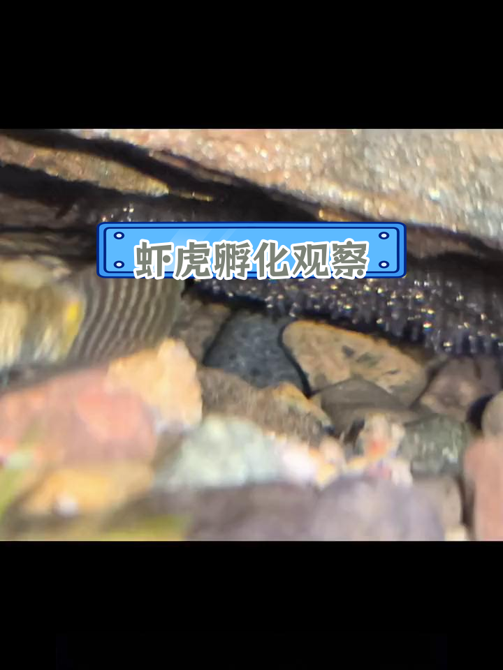 虾虎鱼孵化过程记录:从卵到幼体