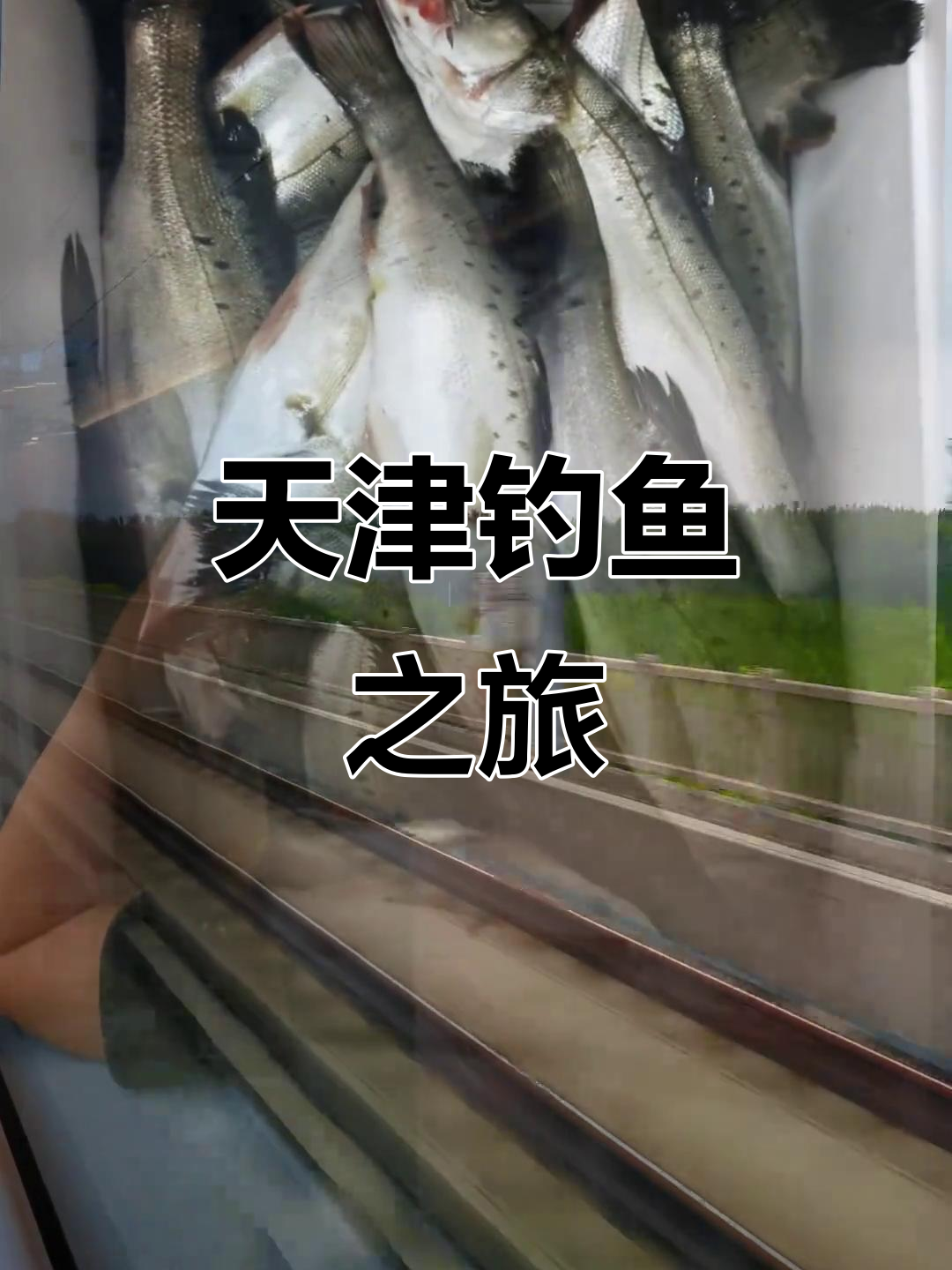 天津路亚钓海鲈,半斤以上的大鱼轻松上钩