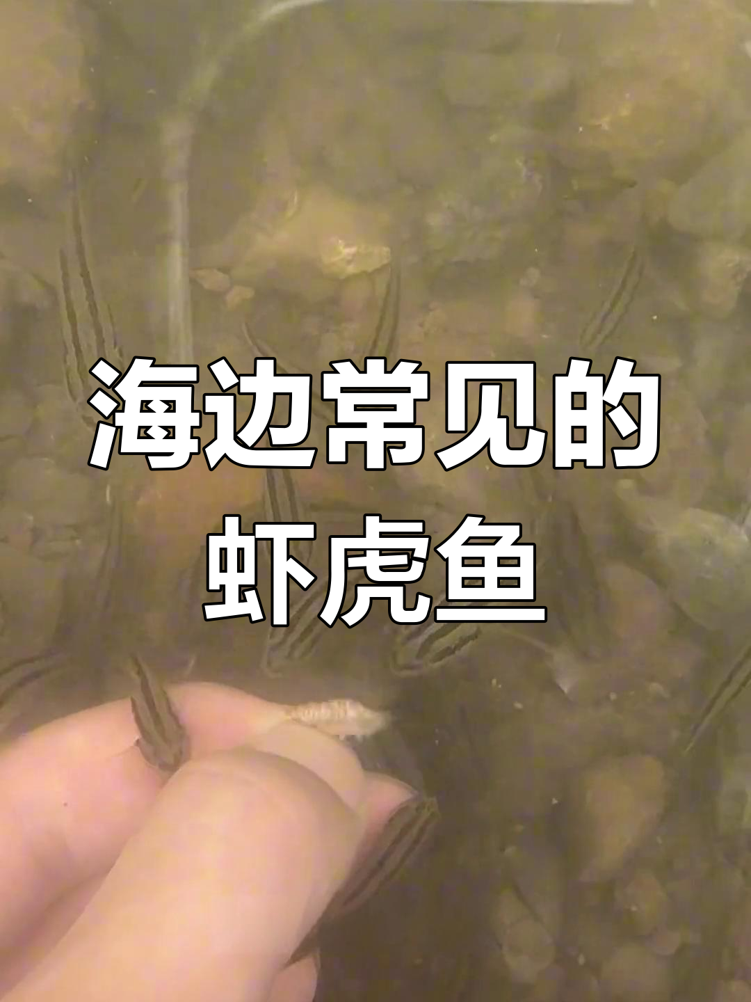 虾虎鱼:凶猛又可爱,海边常见的小型猎食者