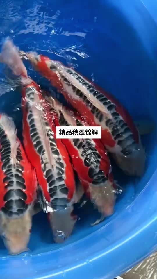见锦鲤者发发发 好贵气的鲤鱼 精品锦鲤 观赏鱼品种大全 观赏鱼直播间 精品秋翠锦鲤