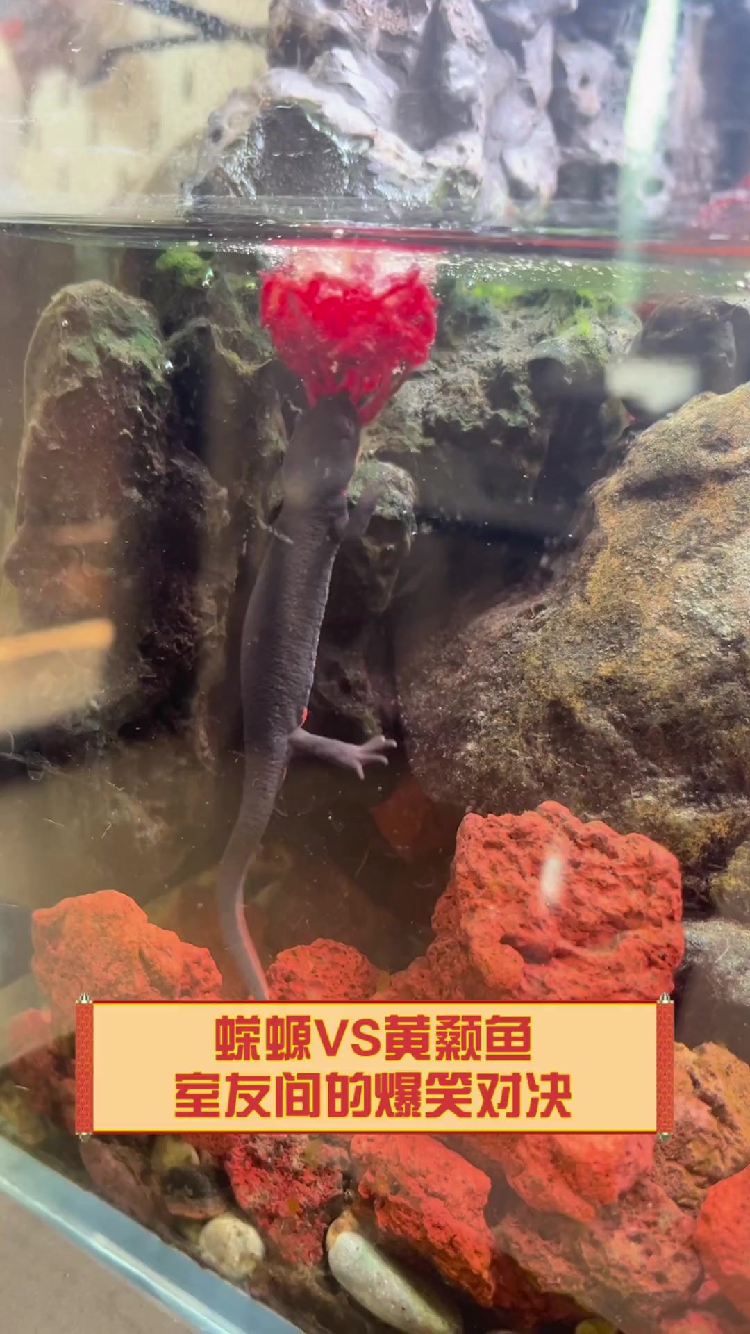 蝾螈VS黄颡鱼,室友间的爆笑对决