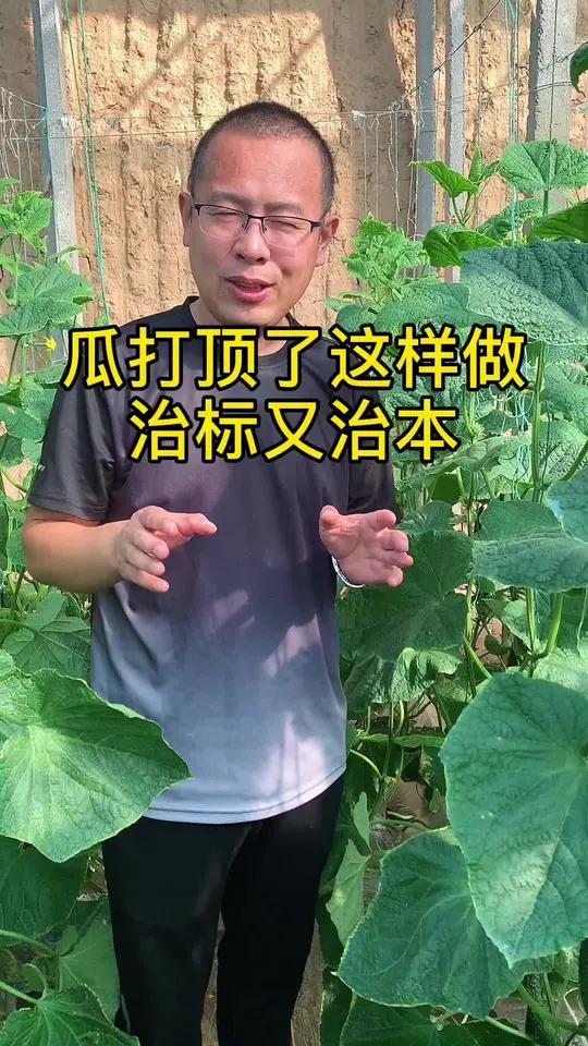 创作灵感 瓜打顶了这样做,治标不治本 中国农民丰收节 关注我一起学种菜 新农人计划2024