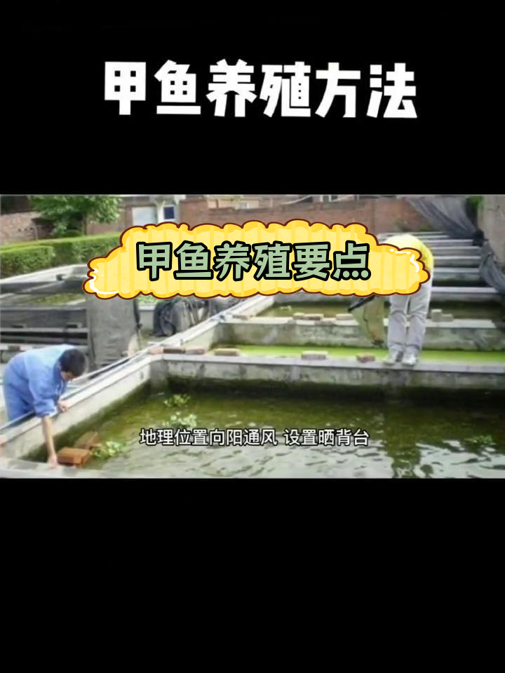 甲鱼养殖池建造与管理的注意事项