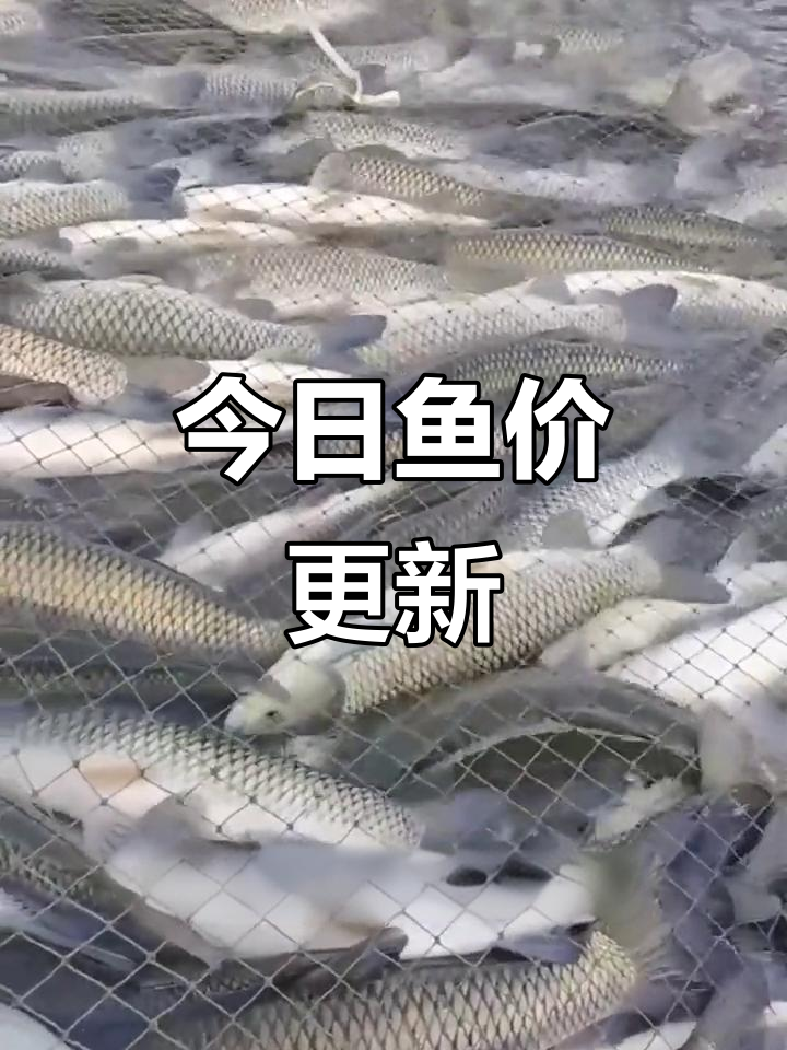 11月29日鱼价大揭秘，草鱼、罗非等品种价格一览