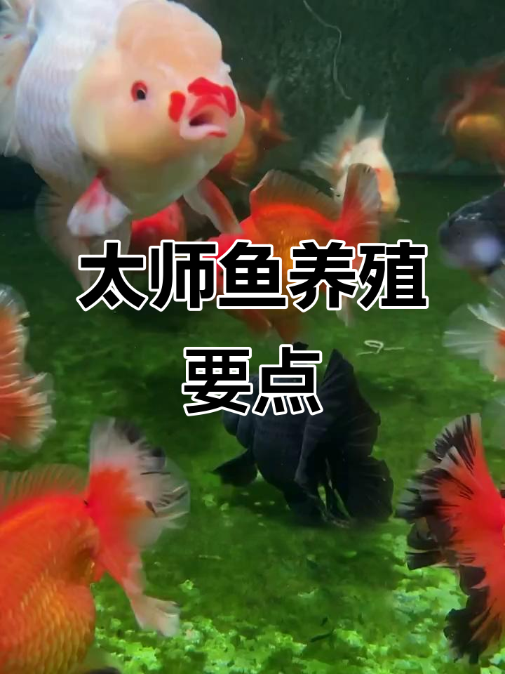 太师鱼饲养技巧:从水位到喂食全攻略