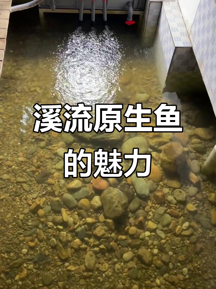 溪流原生鱼大揭秘,马口、红斑列等珍稀品种全解析