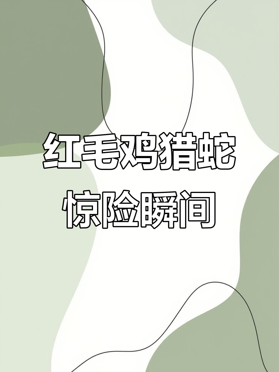 红毛鸡捕蛇技巧大揭秘,毒蛇竟成盘中餐
