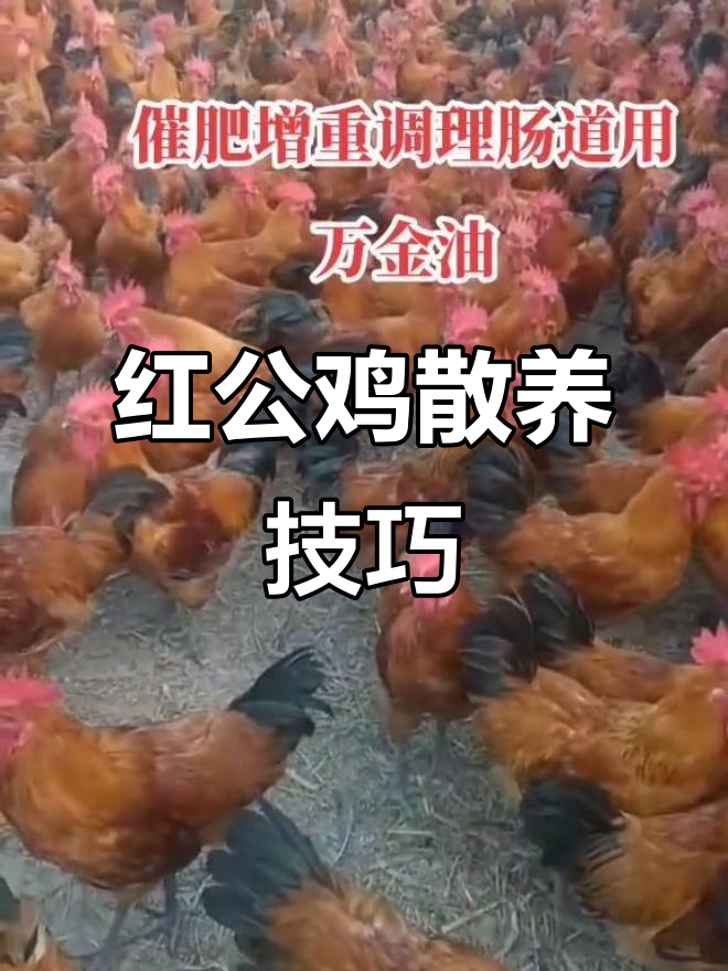散养土鸡,红公鸡的生态放养秘诀