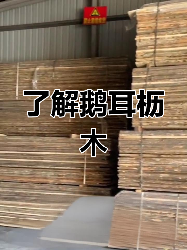 鹅耳枥木:硬木中的王者,钢琴小提琴首选材料