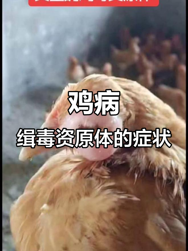 鸡眼睛有泡沫,爪子挠眼?警惕缉毒资原体感染