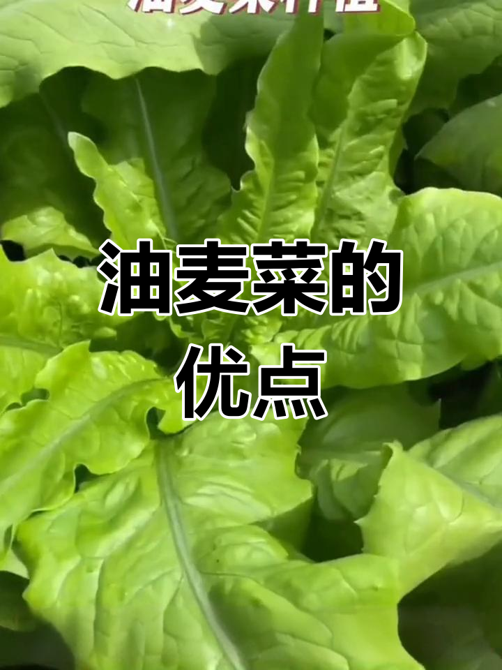 油麦菜:不招虫,四季可种,口感脆嫩,种植简单