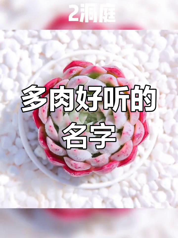 露养多肉名字推荐:十种美丽称呼
