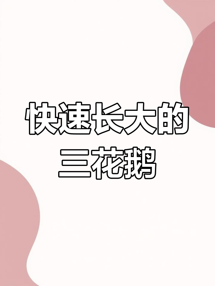 三花鹅:生长迅速,适合新手养殖的优质白羽肉鹅品种