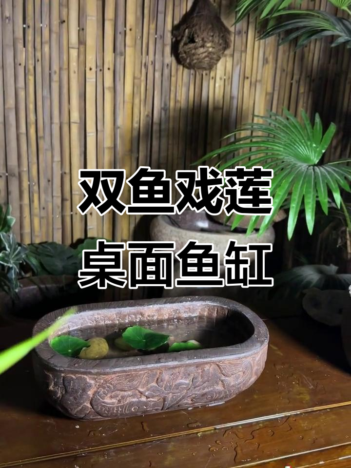 双鱼戏莲鱼缸,静心品茶的雅致生活