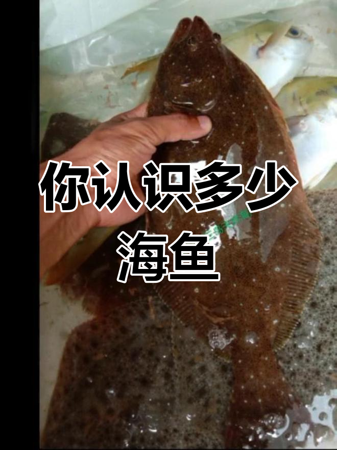 海鱼种类大揭秘,吃过哪些?