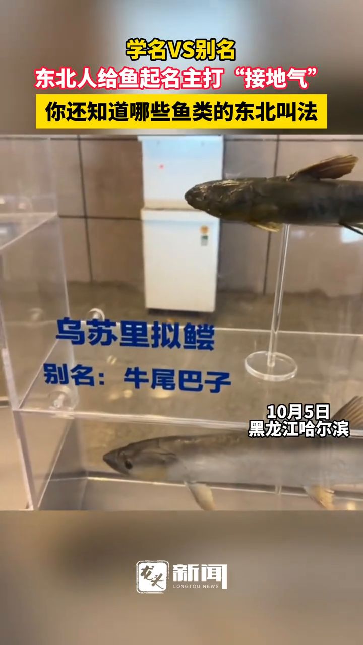 学名VS别名,东北人给鱼起名主打“接地气”