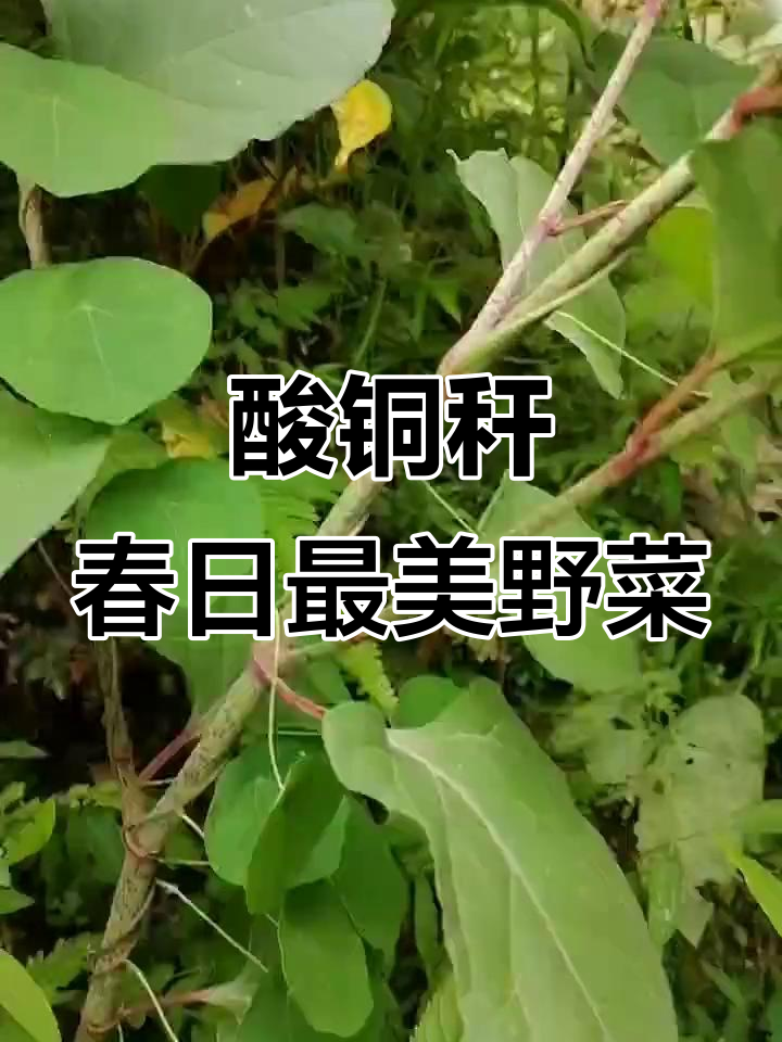 酸爽虎杖:农村独特野菜,春季嫩芽最美味
