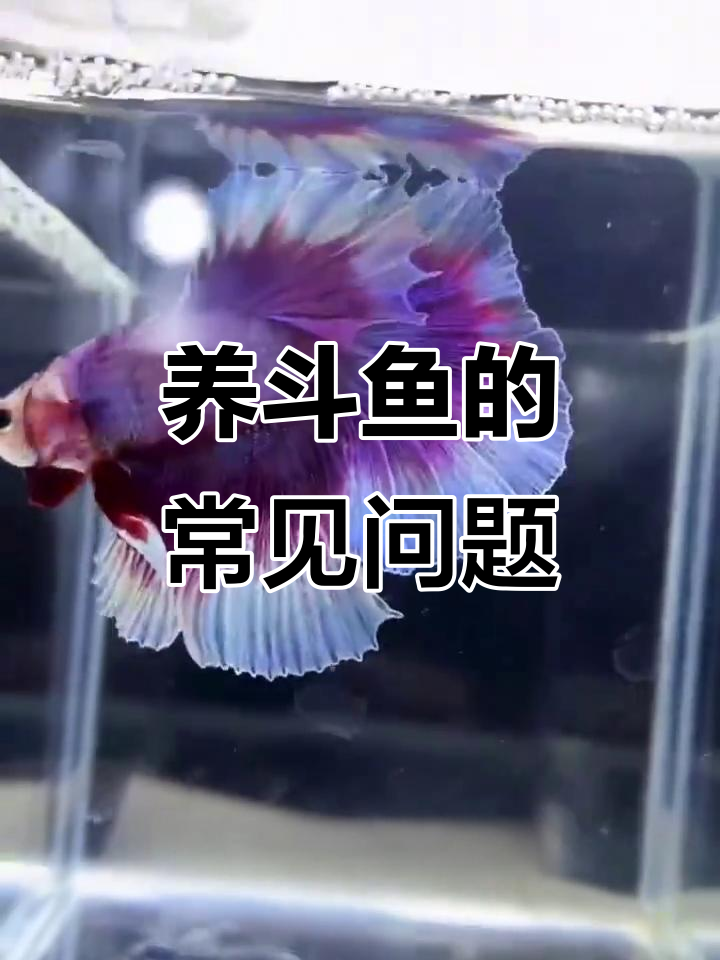 斗鱼养护误区:为什么你的鱼总是养不久?