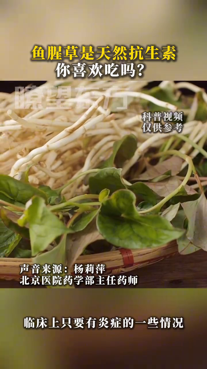 鱼腥草也叫折耳根，它是天然抗生素，你喜欢吃折耳根吗？