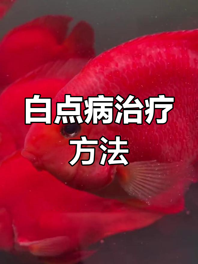 鹦鹉鱼白点病治疗法:换水升温加盐