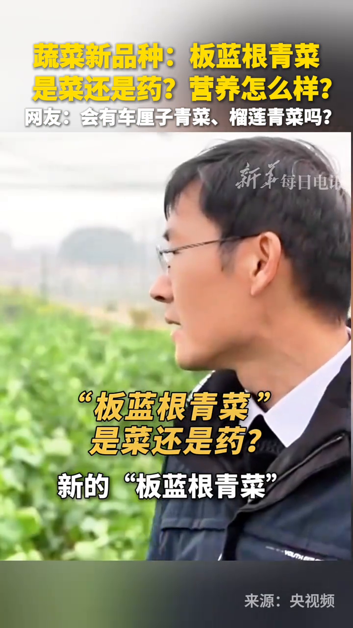蔬菜品种上新,你听说过“板蓝根青菜”吗?