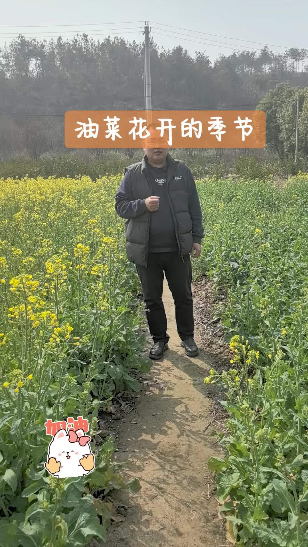 高中地理:冬油菜 上热门 地理 油菜花 油菜花开了 高中地理