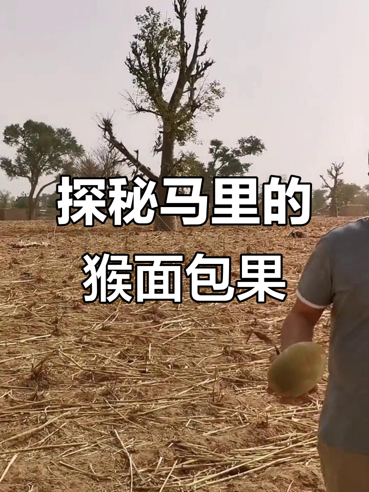马里猴面包树:果实酸甜,猴子最爱!