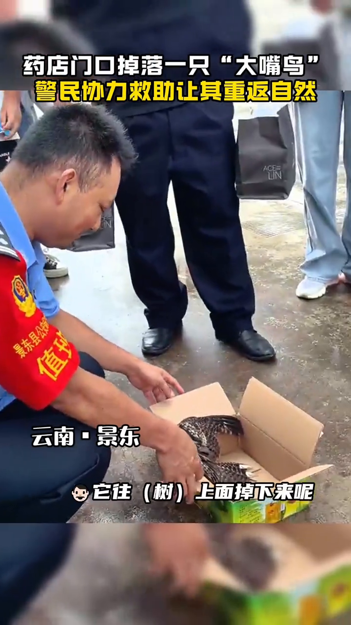 药店门口掉落一只“大嘴鸟”,警民协力救助让其重返自然