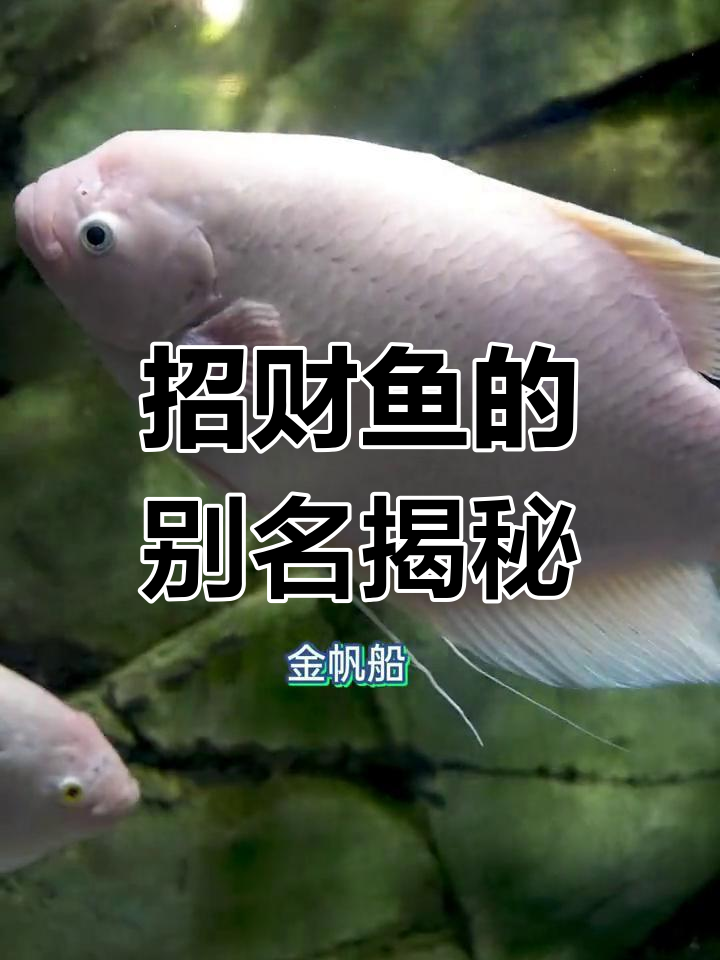 招财鱼竟然有这么多名字,看看你知道几个?
