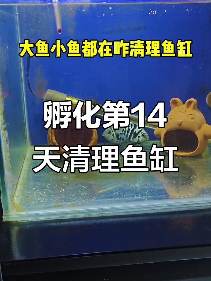 迷你鹦鹉鱼孵化14天,清理鱼缸全流程大揭秘