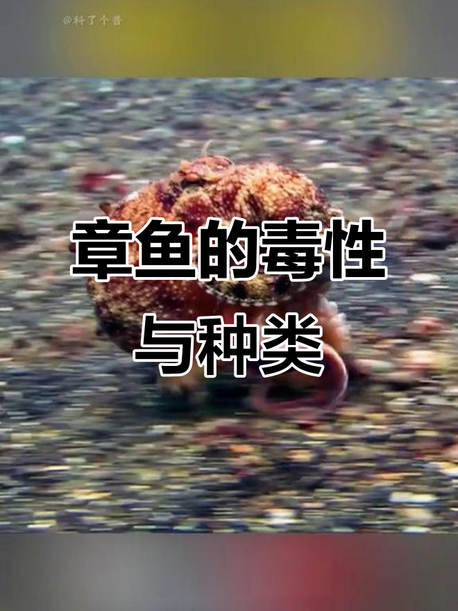 各种章鱼有毒吗？了解这些常见品种的毒性