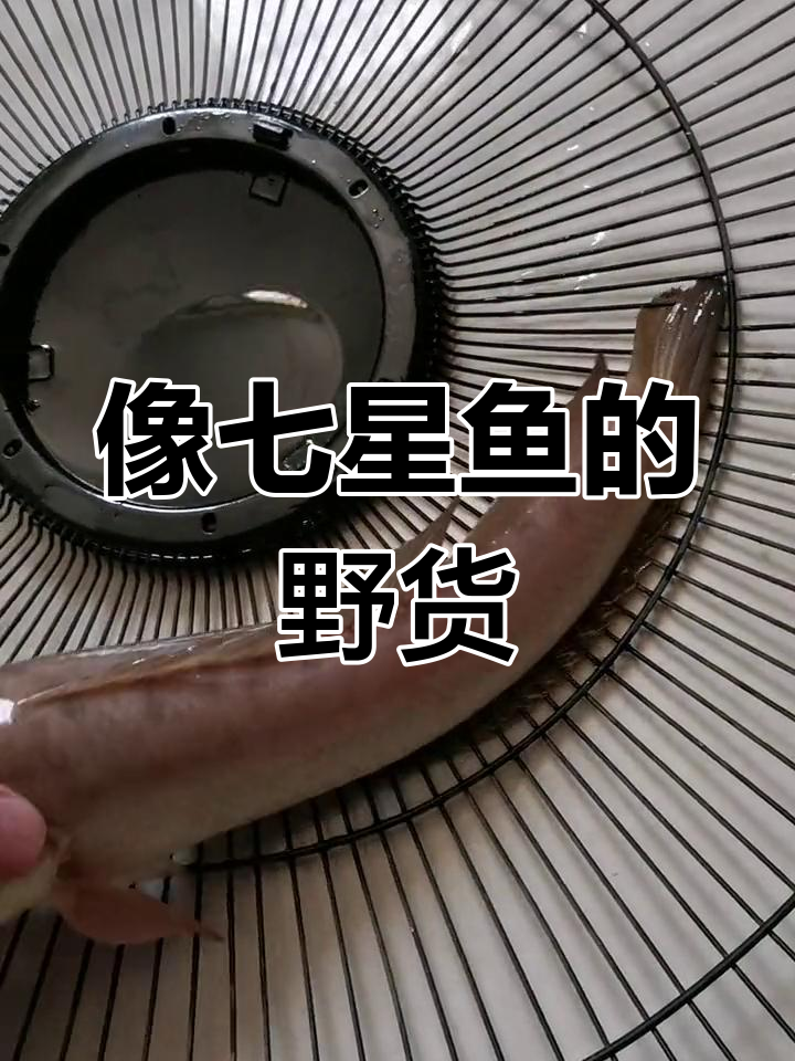 这种鱼长得像七星鱼,但又不太一样