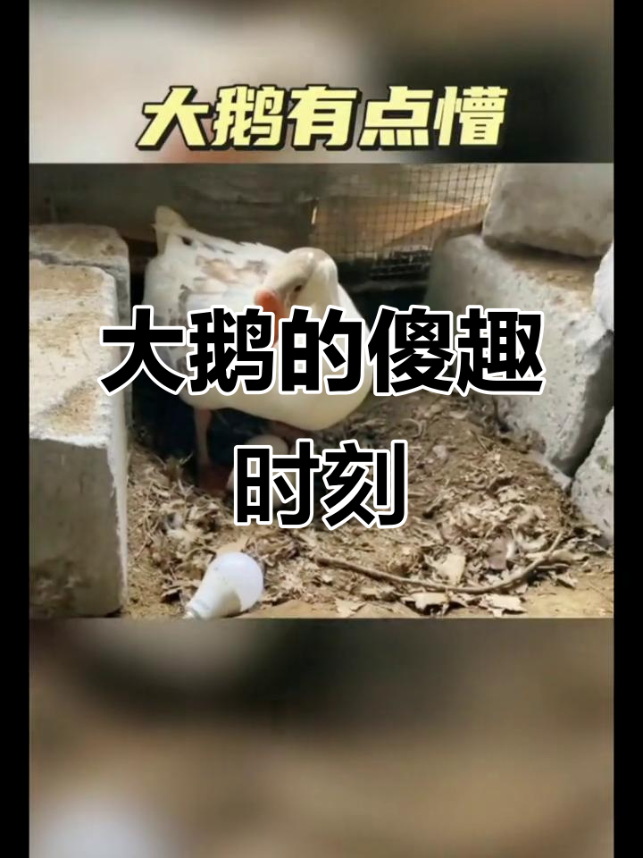 大鹅下蛋太搞笑,差点被埋了!