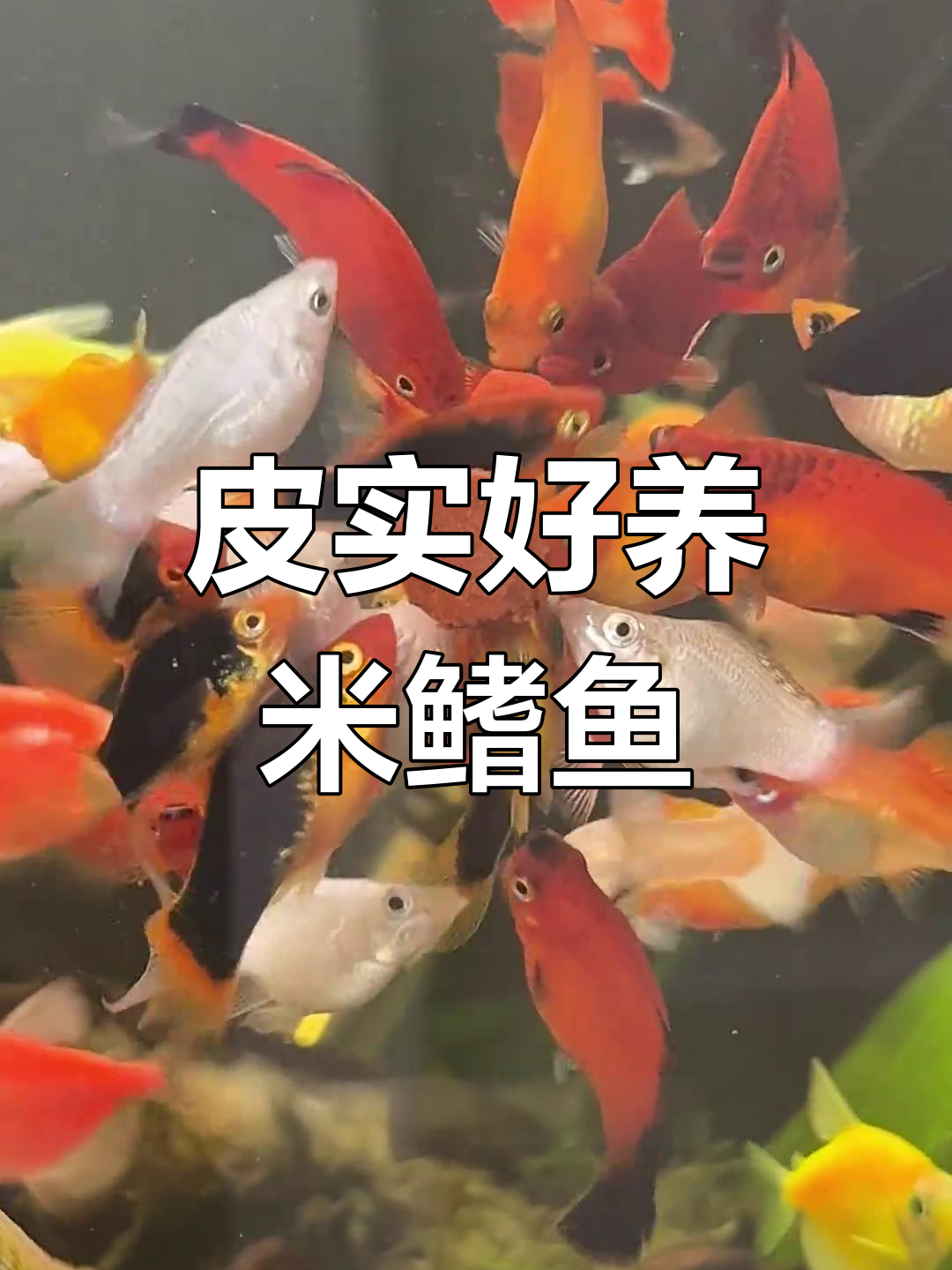 米奇鱼:比孔雀更好养的胎生观赏鱼,轻松繁殖乐趣多