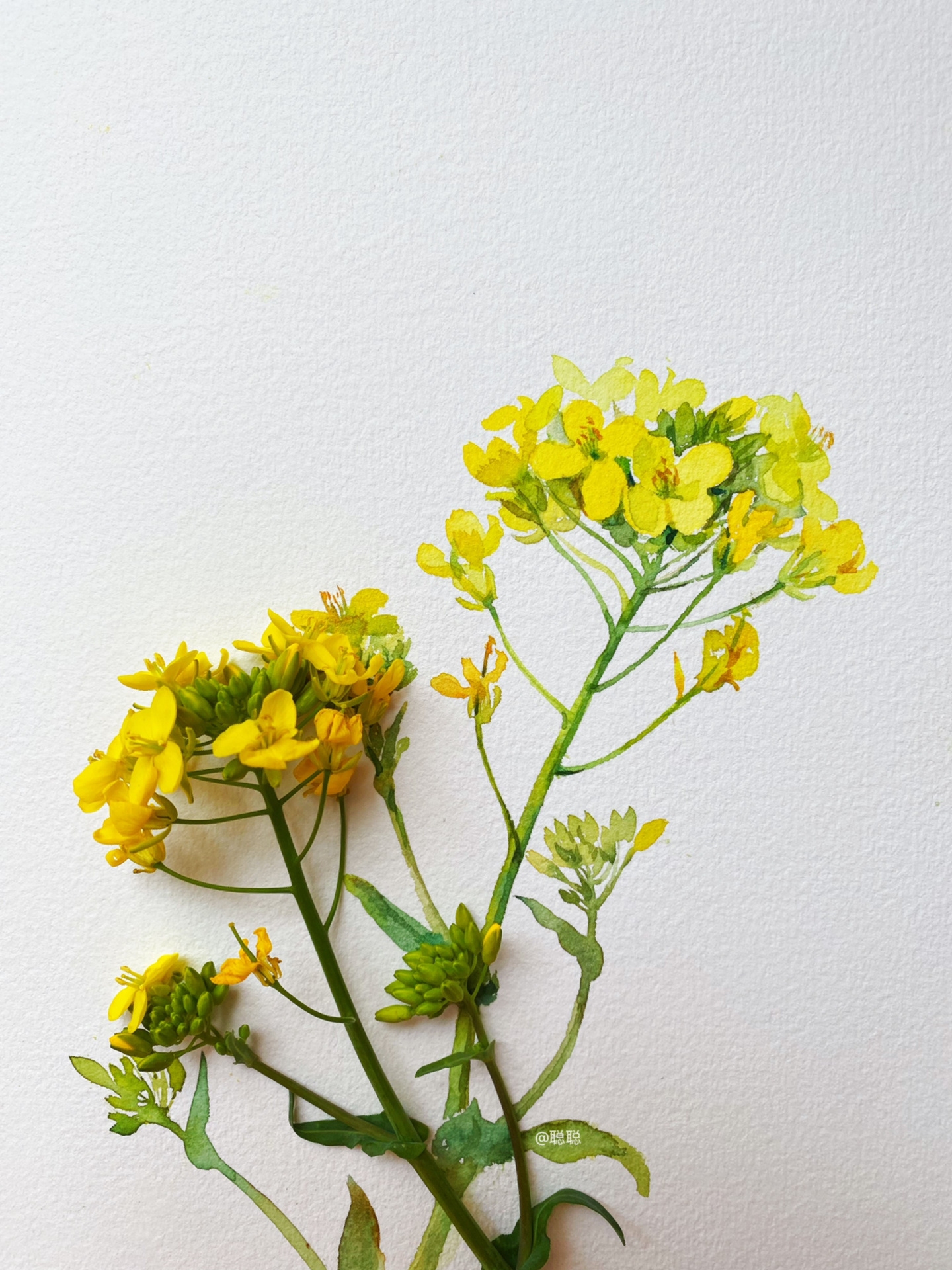 油菜花的简单画法～