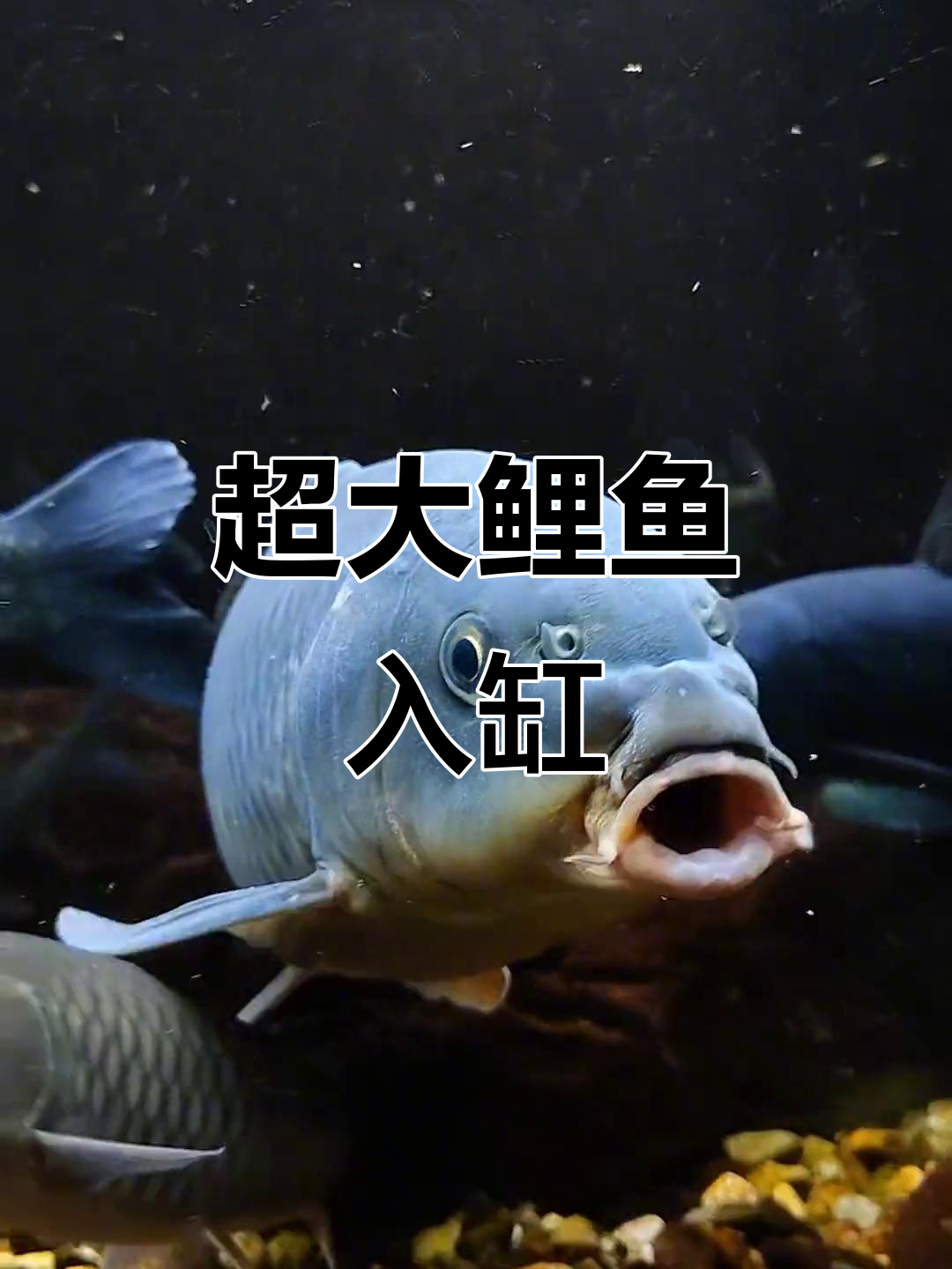 大鲤鱼入缸，比青鱼大多了！五十公分长，重量惊人