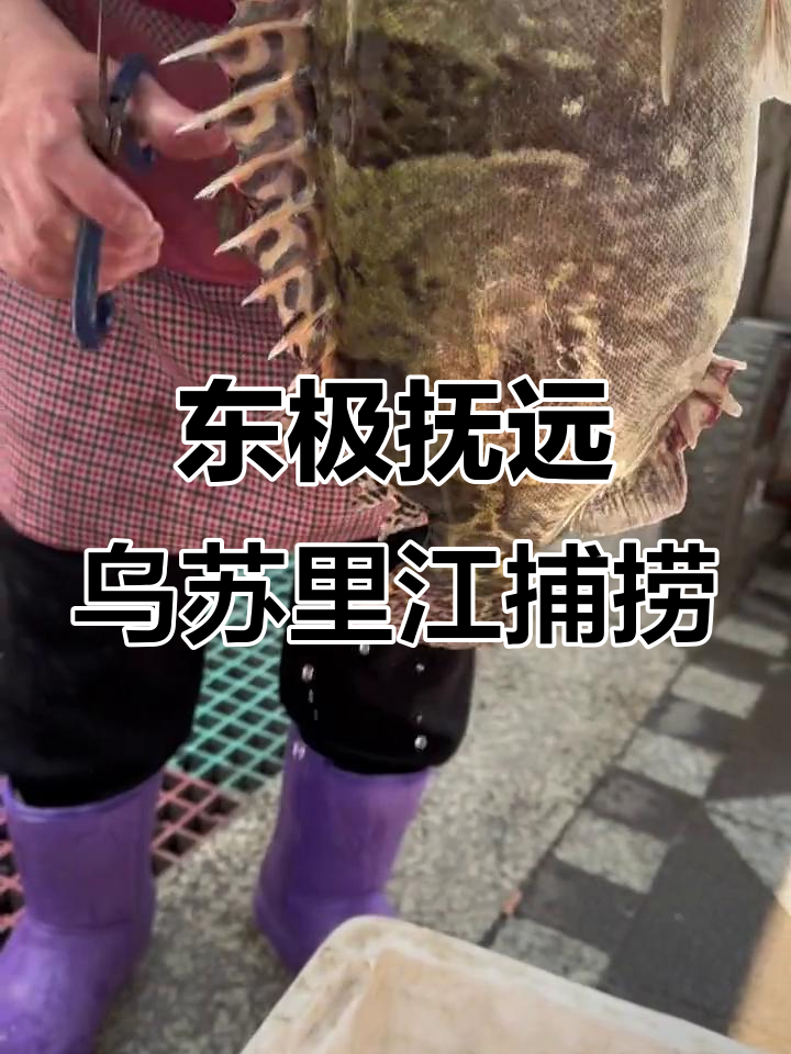 乌苏里江大螯花鱼开捕，渔民实拍原生态美味